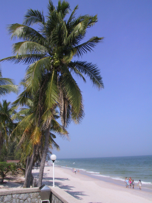 Beach Coconut
