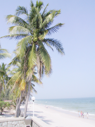 Beach Coconut2