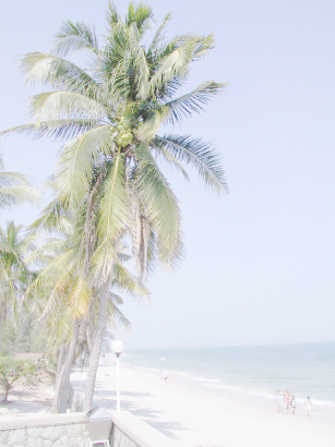 Beach Coconut3